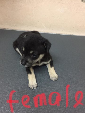 Female G1 - Mixed Breed Dog