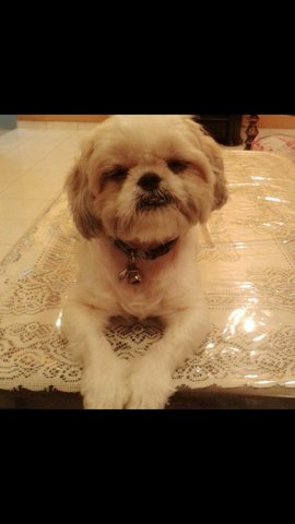 Pretty - Shih Tzu Dog