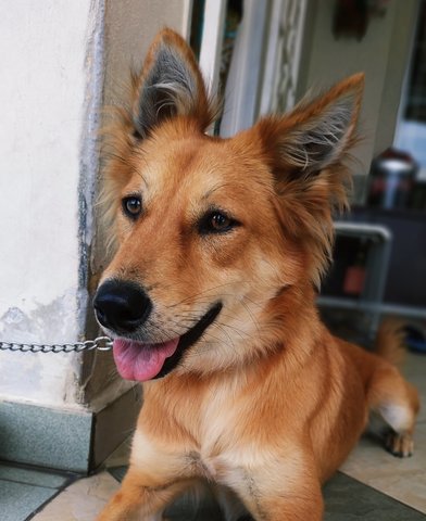 Brownie - Mixed Breed Dog