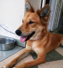 Brownie - Mixed Breed Dog