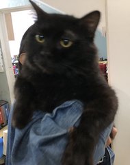 Blacki Boy - Domestic Medium Hair Cat