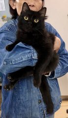 Blacki Boy - Domestic Medium Hair Cat