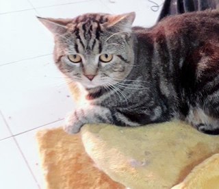 PF90681 - American Shorthair Cat