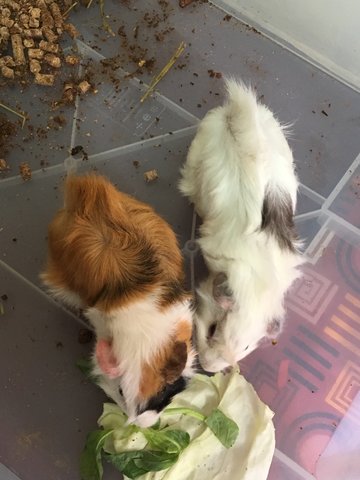 Jack &amp; Clumsy - Guinea Pig Small & Furry