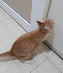 Hero - Domestic Short Hair Cat