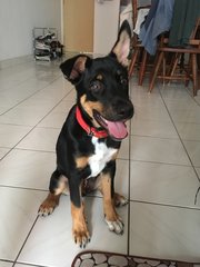 Hunter - Border Collie + Rottweiler Dog