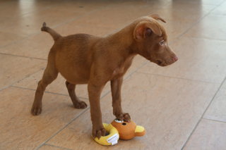 Female 1  - Mixed Breed Dog