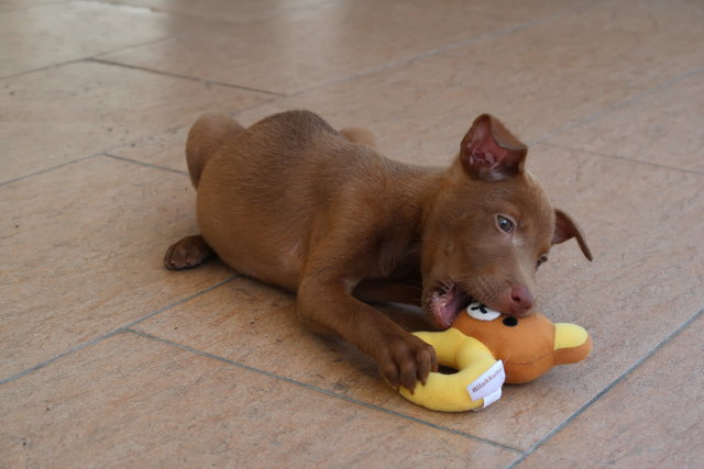 Female 1  - Mixed Breed Dog