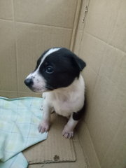 Jack (New Name: Guni) - Mixed Breed Dog