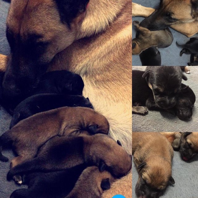 Easter's Puppies  - Belgian Shepherd Malinois Mix Dog