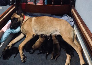 Easter's Puppies  - Belgian Shepherd Malinois Mix Dog