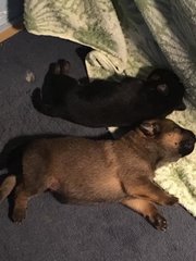 Easter's Puppies  - Belgian Shepherd Malinois Mix Dog