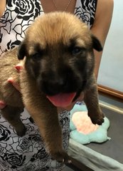 Easter's Puppies  - Belgian Shepherd Malinois Mix Dog