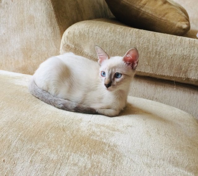 Oyot - Siamese + Tonkinese Cat