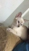 Oyot - Siamese + Tonkinese Cat