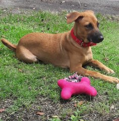 Lucy - Mixed Breed Dog