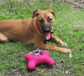 Lucy - Mixed Breed Dog