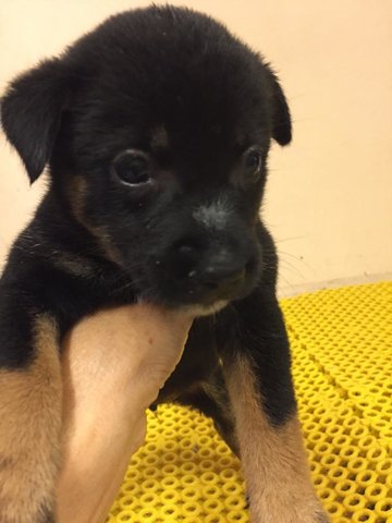 Female J3 - Mixed Breed Dog