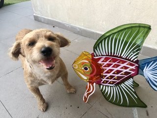 Brownie - Terrier Dog