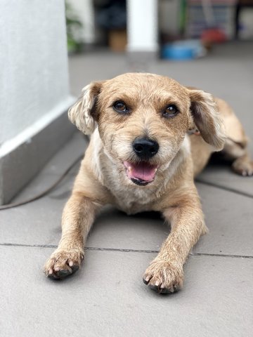 Brownie - Terrier Dog