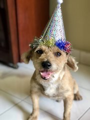 Brownie - Terrier Dog