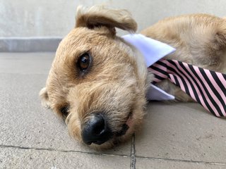 Brownie - Terrier Dog