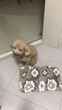 PF90761 - Poodle Dog