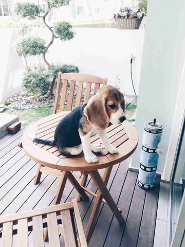 Chewie - Beagle Dog