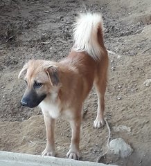 Macie - Border Collie + Chihuahua Dog