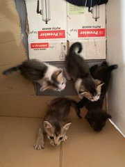 kittens