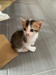 Kitten 1