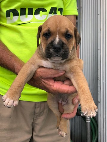 3  X Puppies Of 4 Weeks Old - Mixed Breed Dog