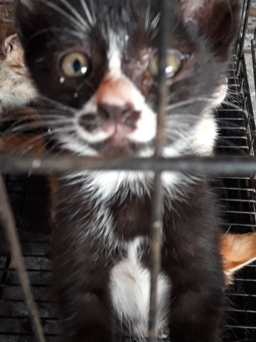 Tuxedo Kitten - Tuxedo Cat