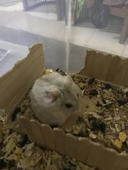 Mercury - Short Dwarf Hamster Hamster