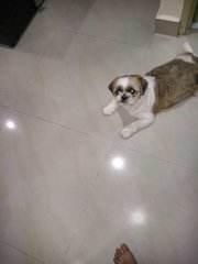 Tom - Shih Tzu Dog