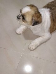 Tom - Shih Tzu Dog