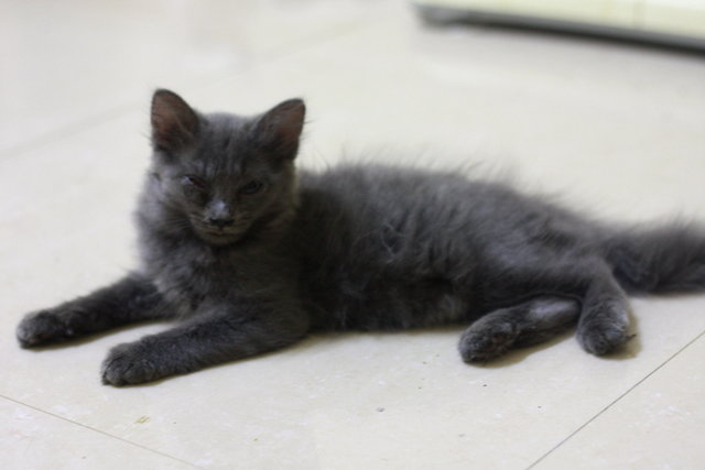 Amok - Domestic Long Hair Cat