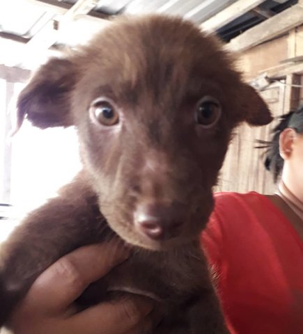 Piglet - Border Collie Mix Dog