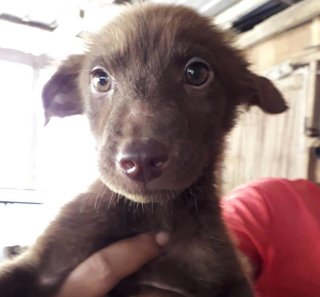 Piglet - Border Collie Mix Dog