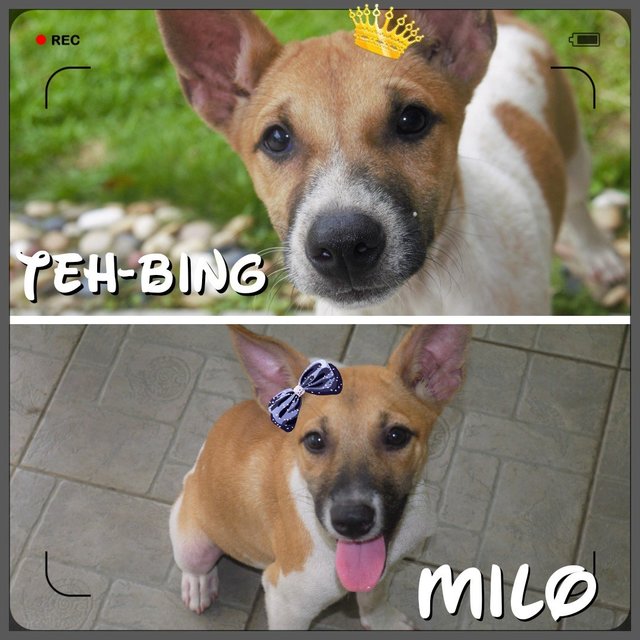 Milo &amp; Teh-bing - Mixed Breed Dog