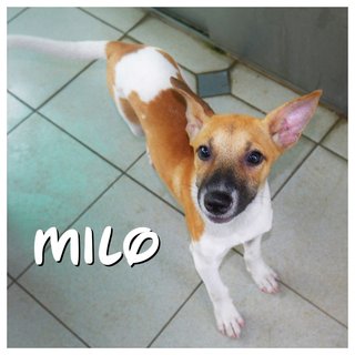 Milo &amp; Teh-bing - Mixed Breed Dog