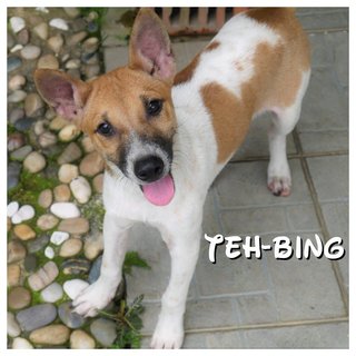 Milo &amp; Teh-bing - Mixed Breed Dog