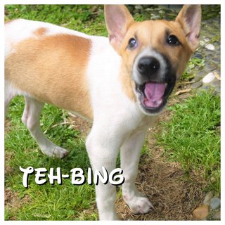 Milo &amp; Teh-bing - Mixed Breed Dog