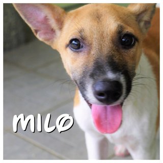 Milo &amp; Teh-bing - Mixed Breed Dog