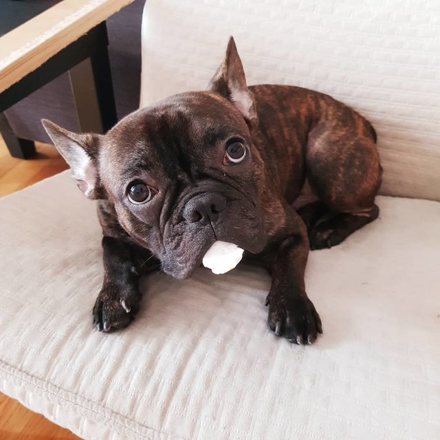 Rocky - French Bulldog Dog