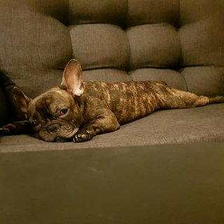 Rocky - French Bulldog Dog