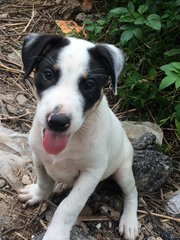 Baby Pammy  - Mixed Breed Dog