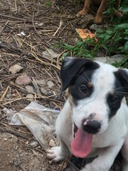 Baby Pammy  - Mixed Breed Dog