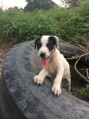 Baby Pammy  - Mixed Breed Dog