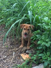 Jordan Boy - Mixed Breed Dog